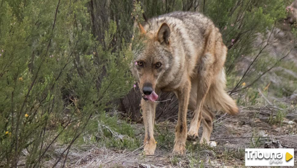 La Junta presenta en Ucero un proyecto piloto para reducir la siniestralidad por fauna silvestre