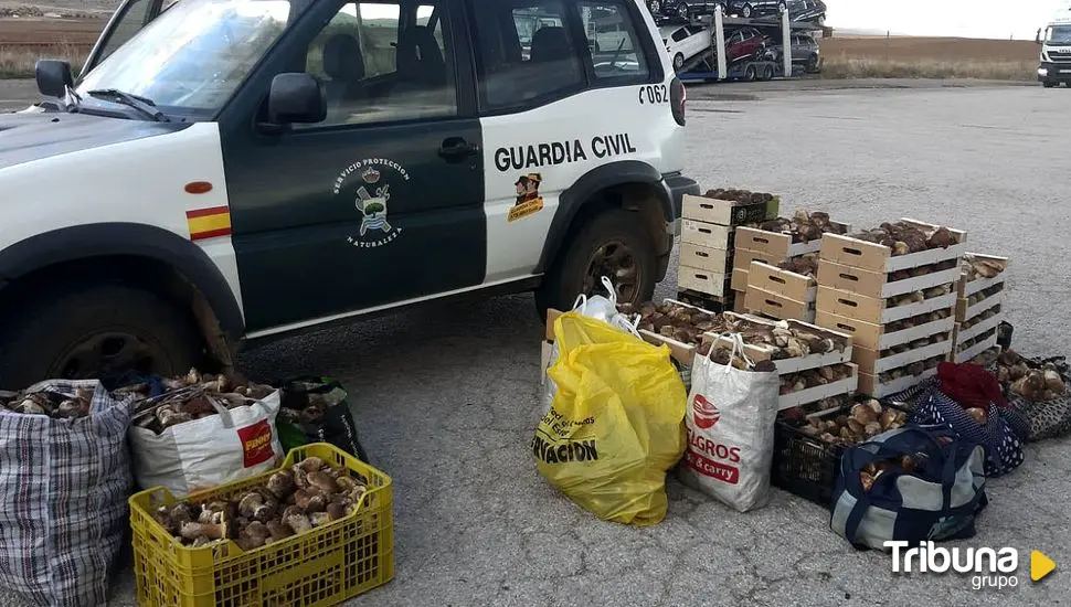 Decomisados más de 2.200 kilos de setas y 92 denuncias en lo que va de campaña micológica de otoño en Soria