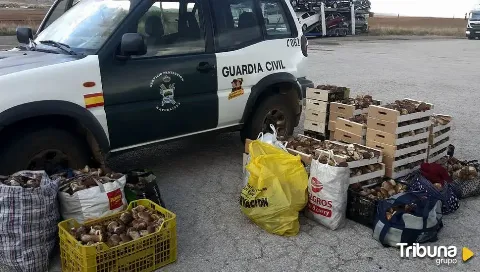 Decomisados más de 2.200 kilos de setas y 92 denuncias en lo que va de campaña micológica de otoño en Soria