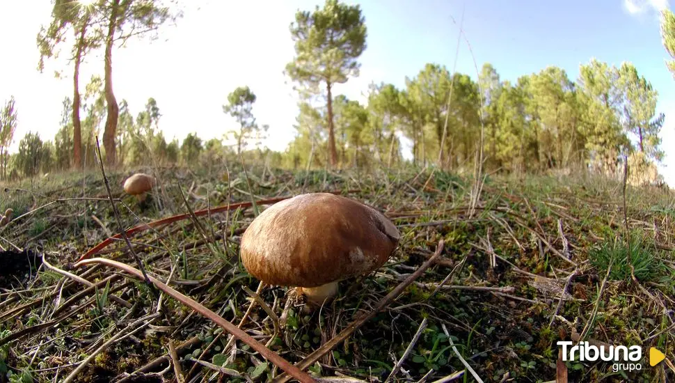 Los tres municipios sorianos a los que llega este verano el Mycological Summer Tour