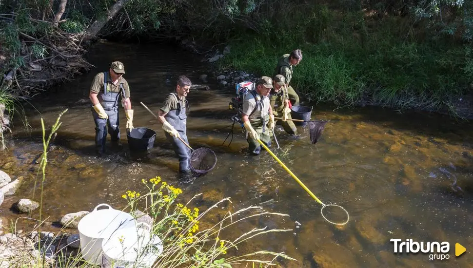 Rescate de peces en las pozas aisladas del río Tera a su paso por Espejo de Tera