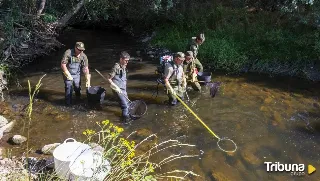 Rescate de peces en las pozas aisladas del río Tera a su paso por Espejo de Tera